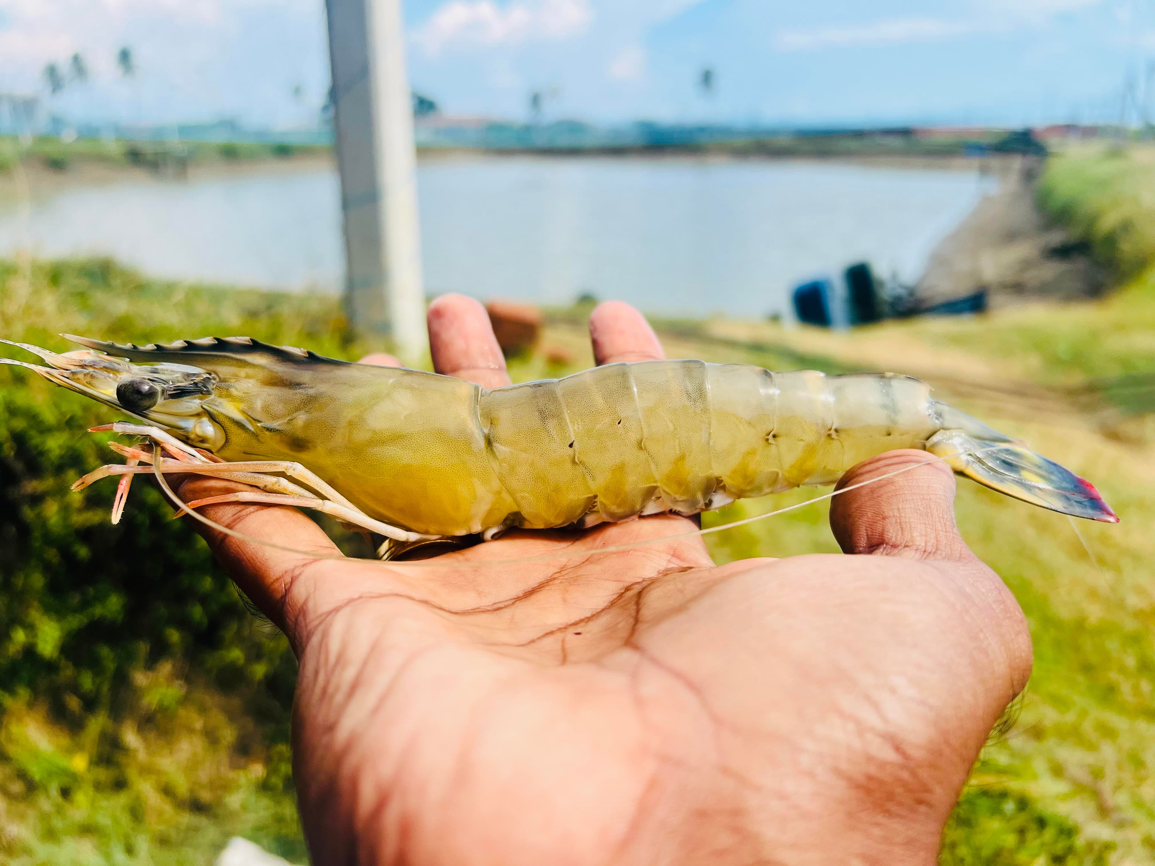 Top 5 Tips for Healthy Aquaculture Water Management